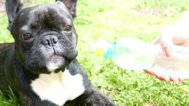 Σκυλί γαλλικό μπουλντόγκ είναι πόσιμο νερό από ένα μπουκάλι — Αρχείο Βίντεο