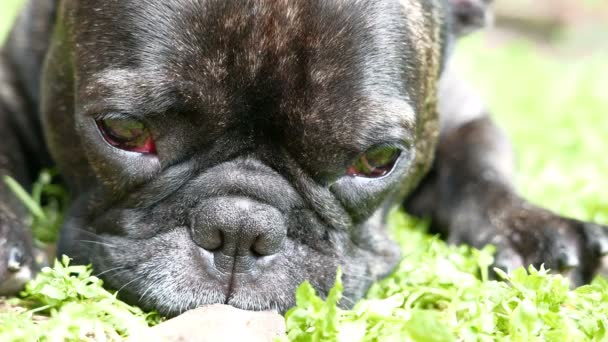 Cachorro de buldogue adormece — Vídeo de Stock