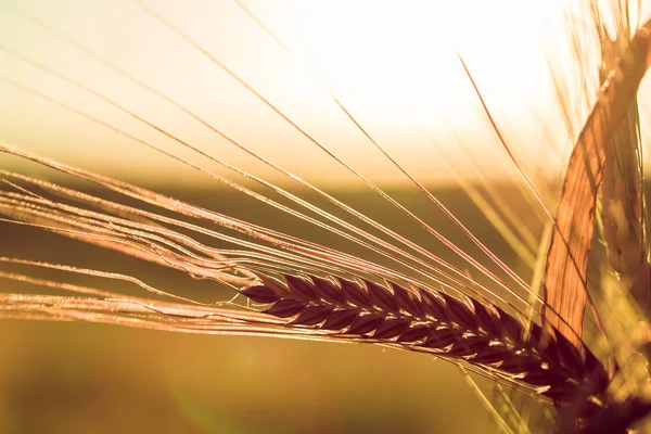 Growing the wheat closeup — Stock Photo, Image