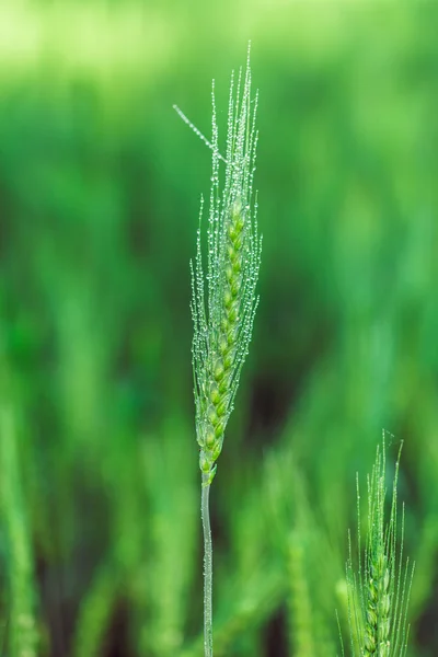 Växande vete närbild — Stockfoto