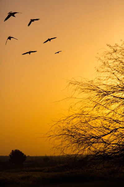 Flock of birds flying — Stock Photo, Image