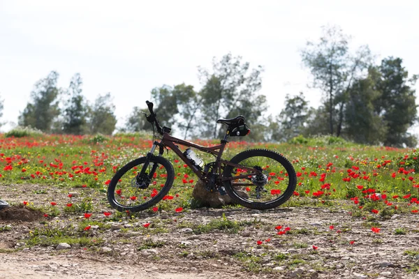 Bicycle standing in a field — Stock Photo, Image