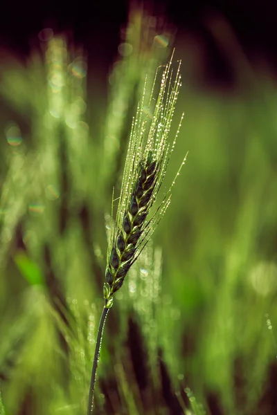 Crescimento do trigo closeup — Fotografia de Stock