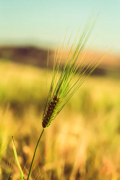 Campo de cultivo do trigo closeup — Fotografia de Stock