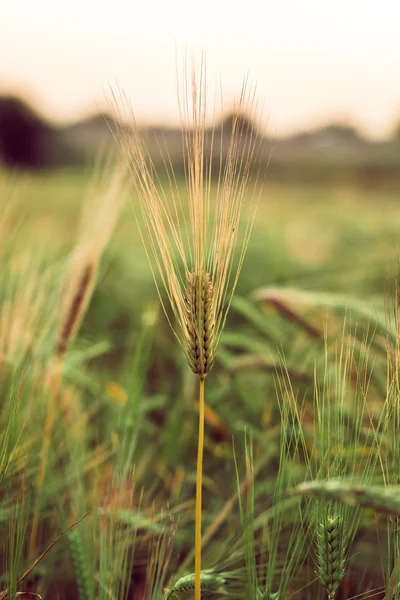 Crescimento do trigo closeup — Fotografia de Stock