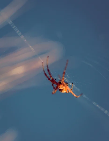 Inseto closeup aranha sentado — Fotografia de Stock