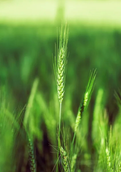 Growing the wheat closeup — Stock Photo, Image