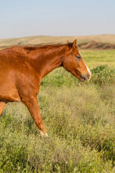 Otlayan hayvan kahverengi atlar — Stok fotoğraf