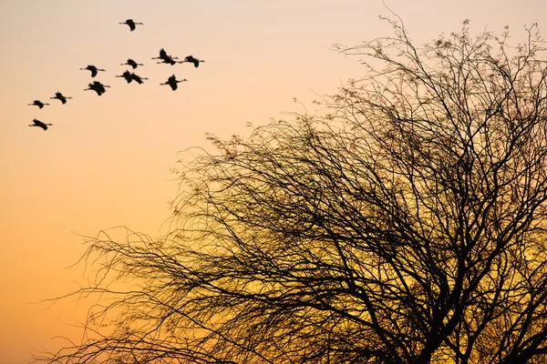 Flock av fåglar som flyger — Stockfoto