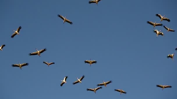 Storkar flyger mot den blå himlen — Stockvideo