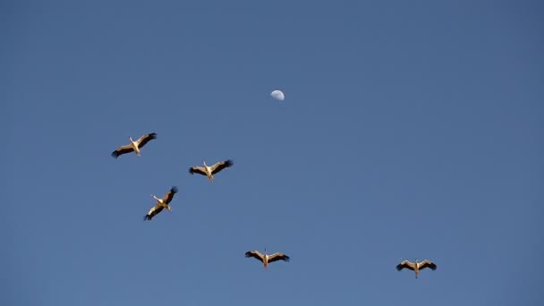 Ooievaars vliegen tegen de blauwe hemel — Stockvideo