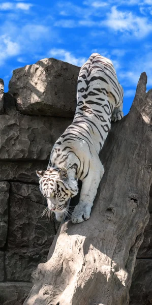 Großer weißer Benzal-Tiger — Stockfoto