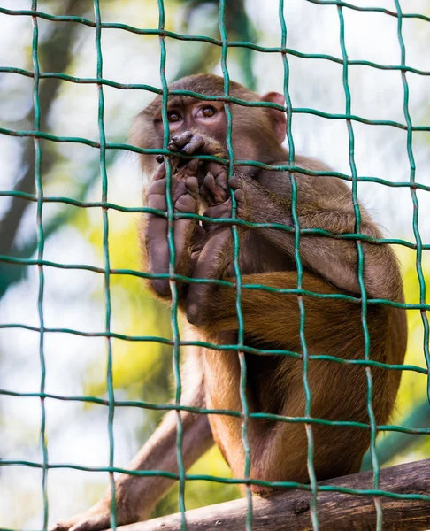 Νεαρό ζώο μαϊμού μπαμπουίνος — Φωτογραφία Αρχείου