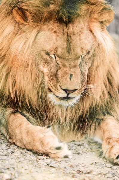 Leona africana tendida de cerca — Foto de Stock