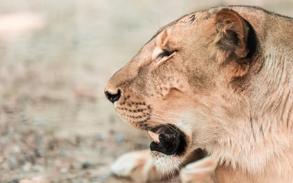 Retrato de la leona africana animal — Foto de Stock