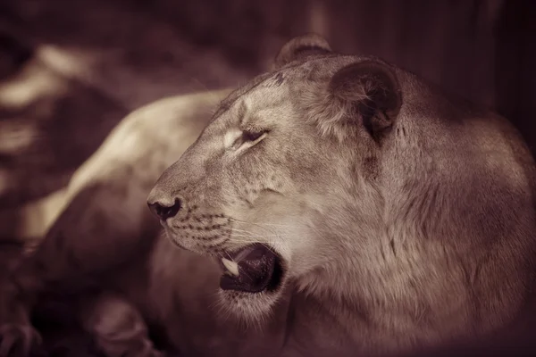 Retrato de la leona africana animal — Foto de Stock