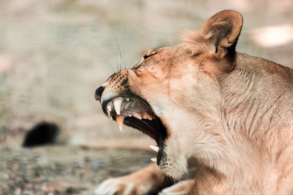Portret zwierząt afrykańskich lwica — Zdjęcie stockowe