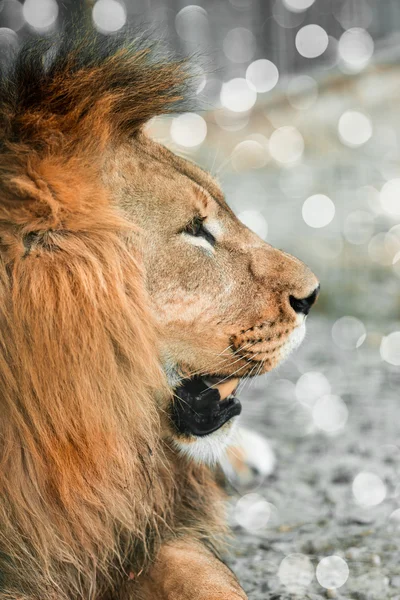 Lione afrykańskiego leżącego zbliżenie — Zdjęcie stockowe
