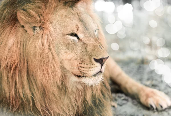 Afrikaanse lione liggen close-up — Stockfoto