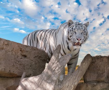 big white Bengal tiger  clipart