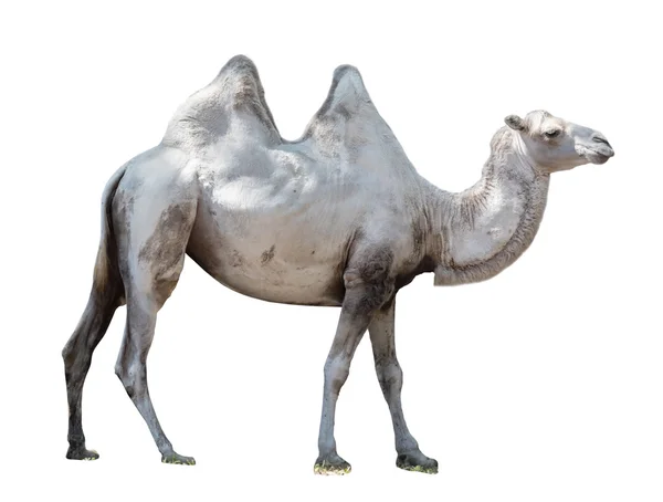 Animal Bactrian camel — Stock Photo, Image