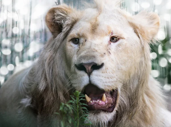 Retrato gran león blanco — Foto de Stock