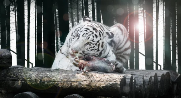 Big white Bengal tiger — Stock Photo, Image