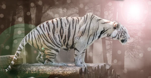 Big white Bengal tiger — Stock Photo, Image
