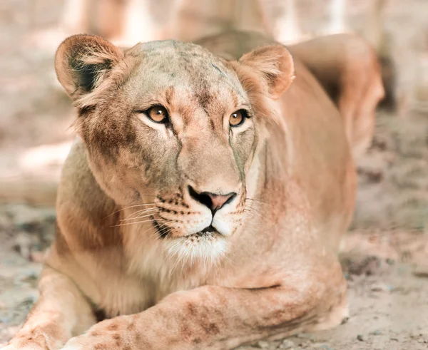 Animal African lioness — Stock Photo, Image