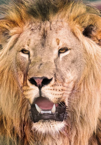 Portret Afrikaanse lione — Stockfoto