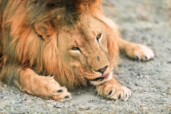 Animal león africano — Foto de Stock