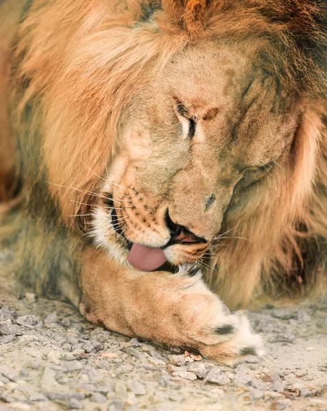 Zwierzęta Afryki lione — Zdjęcie stockowe