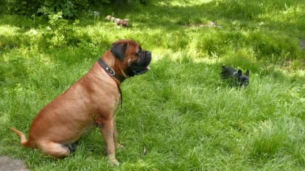 Cão francês Bulldog e Bullmastiff — Vídeo de Stock