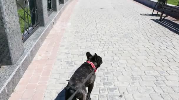 Bulldog francés caminando por la calle — Vídeos de Stock