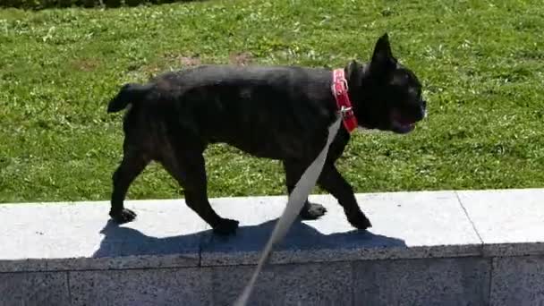 Bulldog francés caminando por la calle — Vídeos de Stock