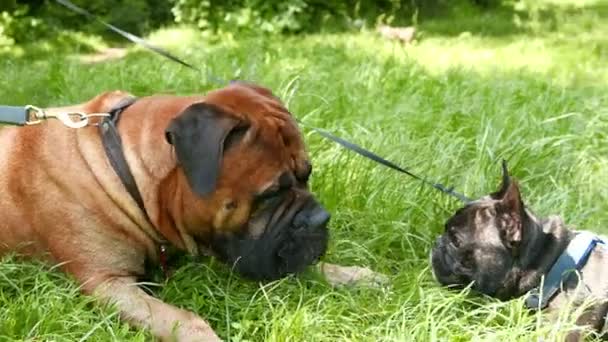 Cão francês Bulldog e Bullmastiff — Vídeo de Stock