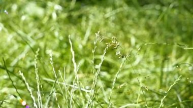 uçan sabun köpükleri 