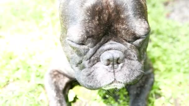 Animale domestico cane di razza Bulldog francese — Video Stock