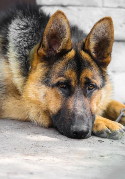 Ράτσα σκύλου ο Γερμανικός Ποιμενικός — Φωτογραφία Αρχείου