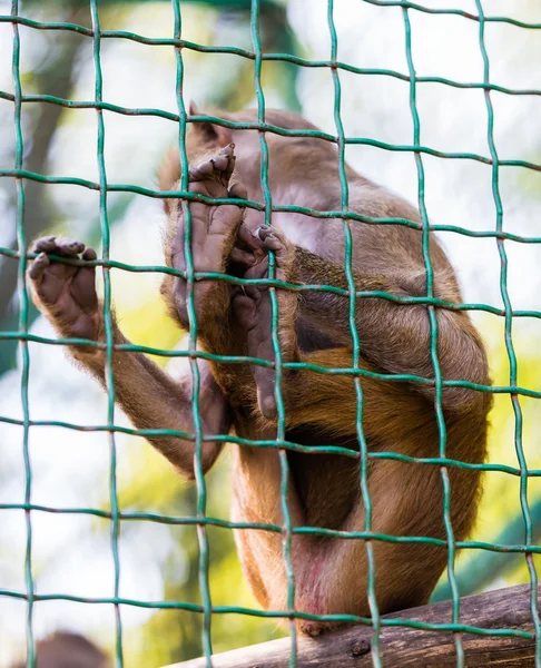 Unga djur apa babian — Stockfoto