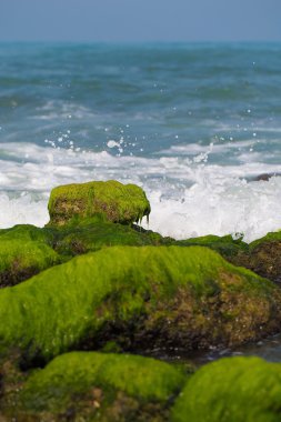 taşlar ile yosun kaplı
