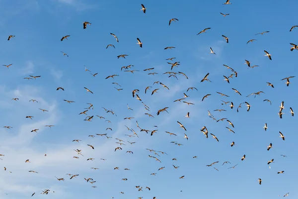 Oiseaux cigognes volant — Photo