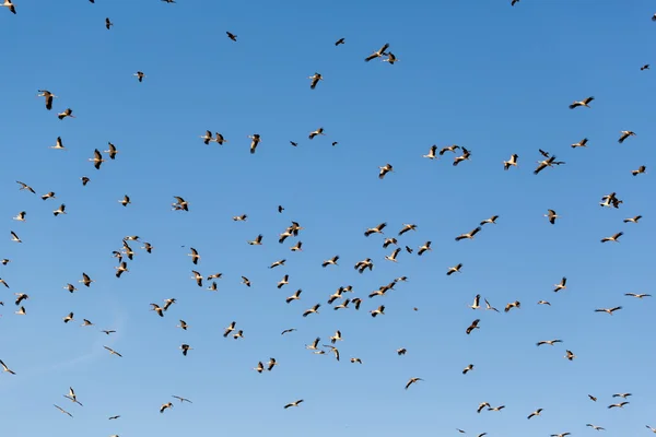 Fåglar storkar flyger — Stockfoto