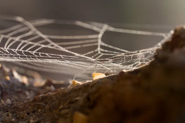 거미줄 근접 촬영 야외 — 스톡 사진
