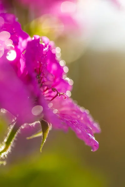 ピンクの花の花弁のクローズ アップ — ストック写真