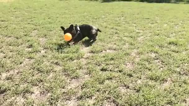 Bouledogue français — Video