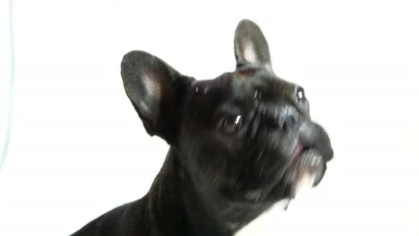 Pet dog french bulldog licking — Stock Video