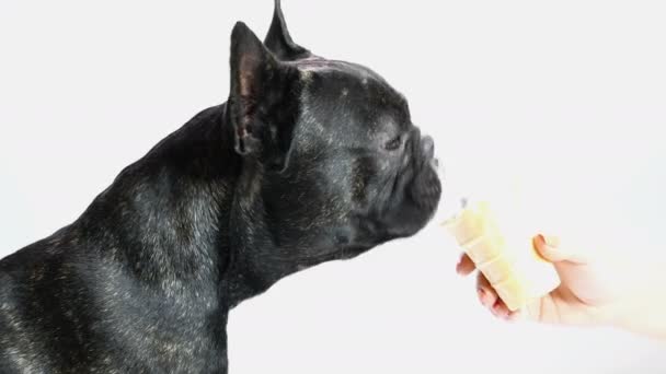Bulldog comendo sorvete — Vídeo de Stock