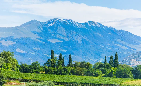 Ländliche Landschaft des Weinfeldes — Stockfoto