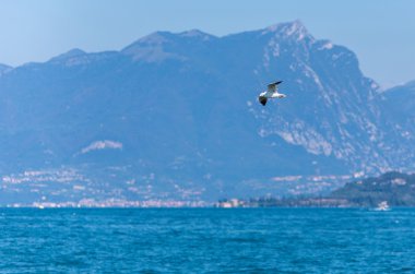 uçan martı ve dağlık ada